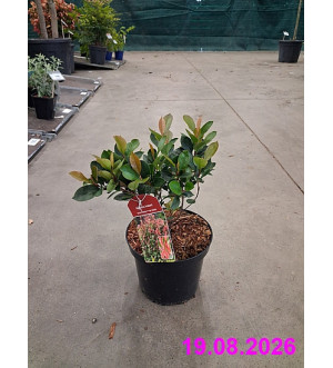 Photinia fraseri 'Little Fenna'® C 2,5 L